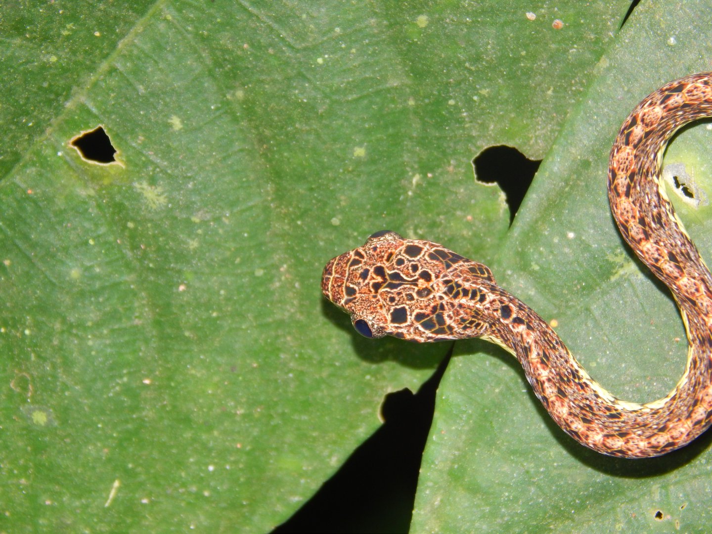 Jasper Cat Snake (Boiga jaspidea)