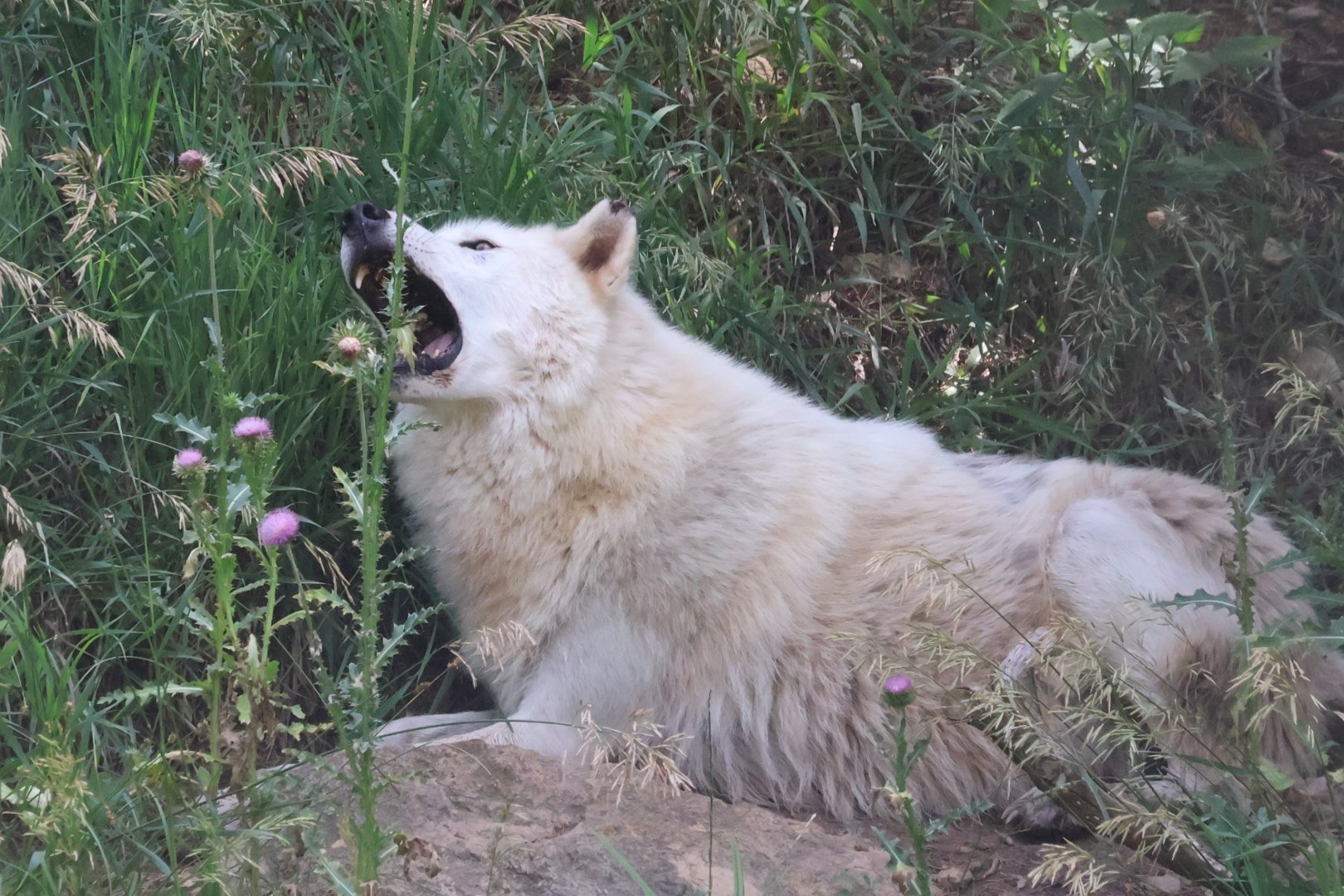 Jasper eating a flower