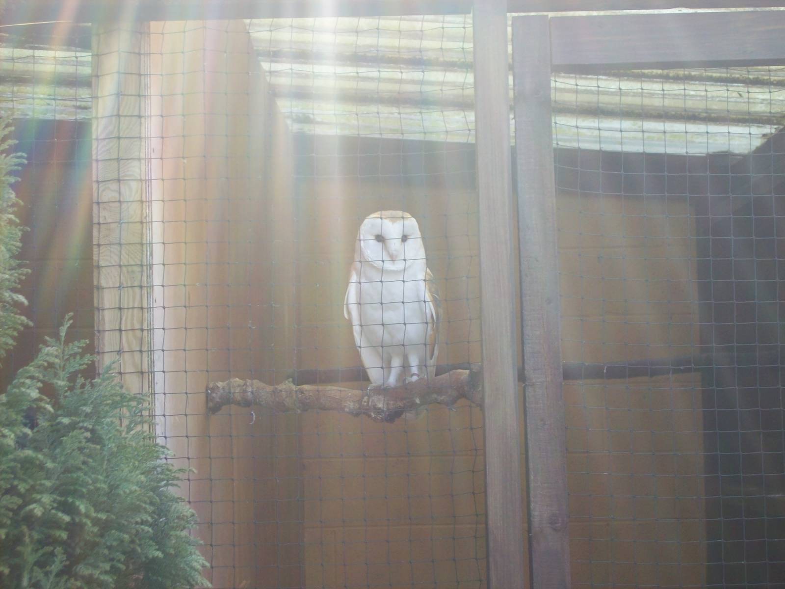 Jasper the barn owl