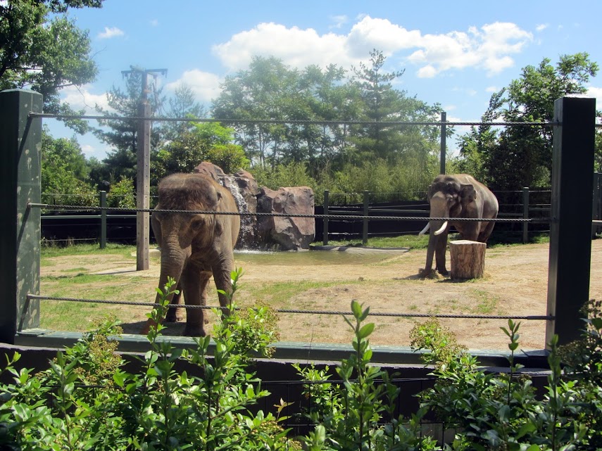 Jati and Sabu in the Bull Yard