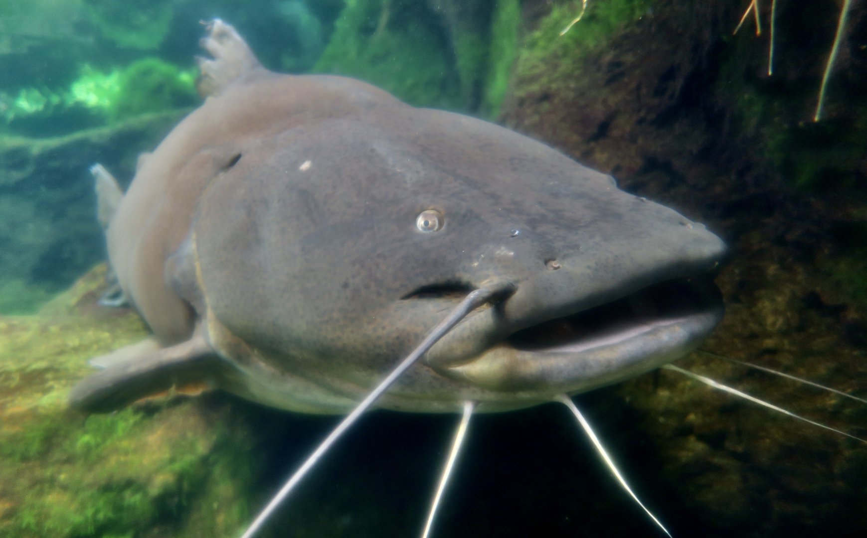 Jau or Gilded Catfish (Zungaro zungaro)