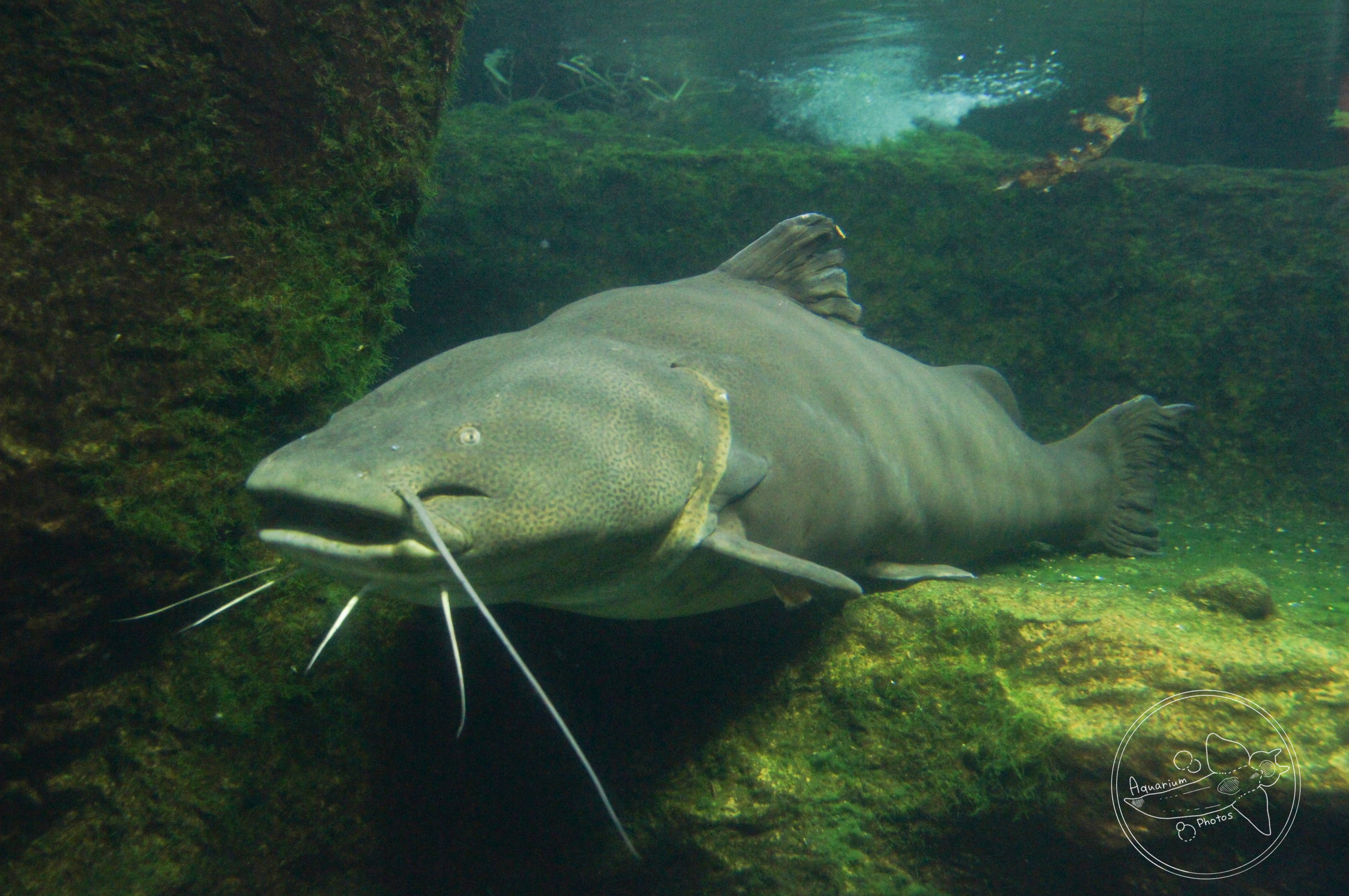 Jau (Zungaro zungaro)