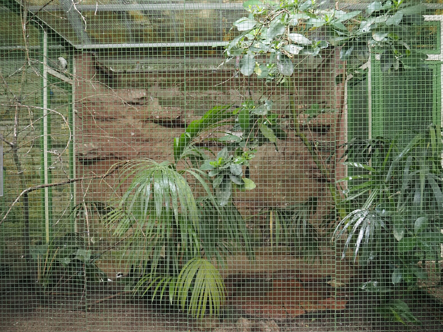 Java aviary - Black-winged myna, Pink-headed fruit-dove and Chestnut-bellied hill partridge, 2024-05-22