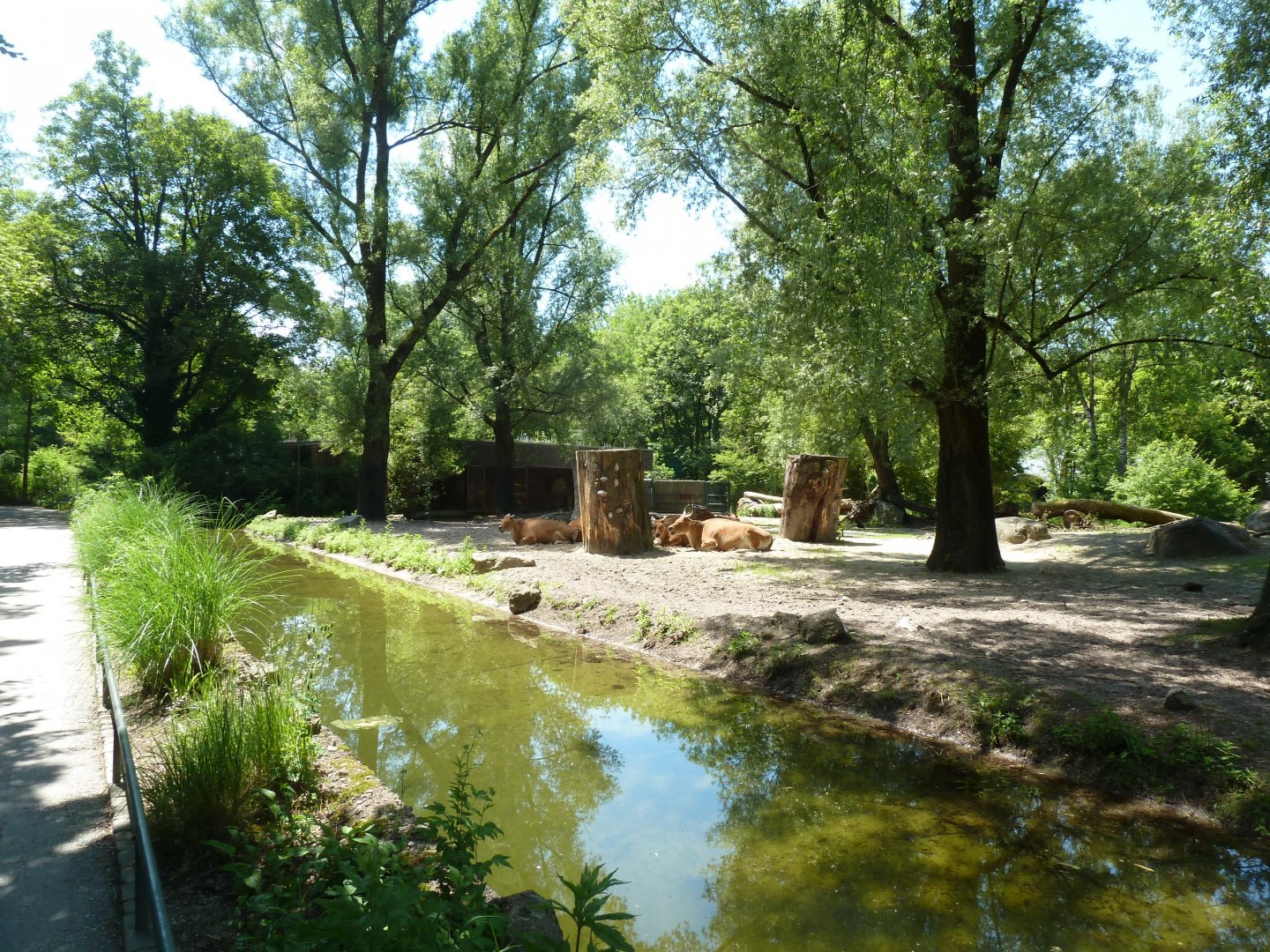 Java banteng enclosure