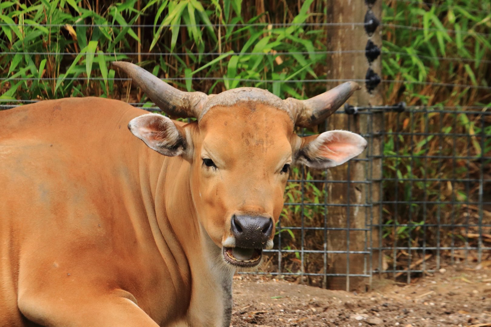 Java banteng (July 2020)