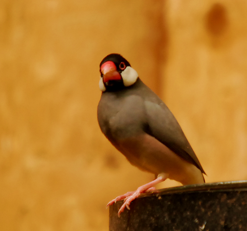 JAVA FINCH