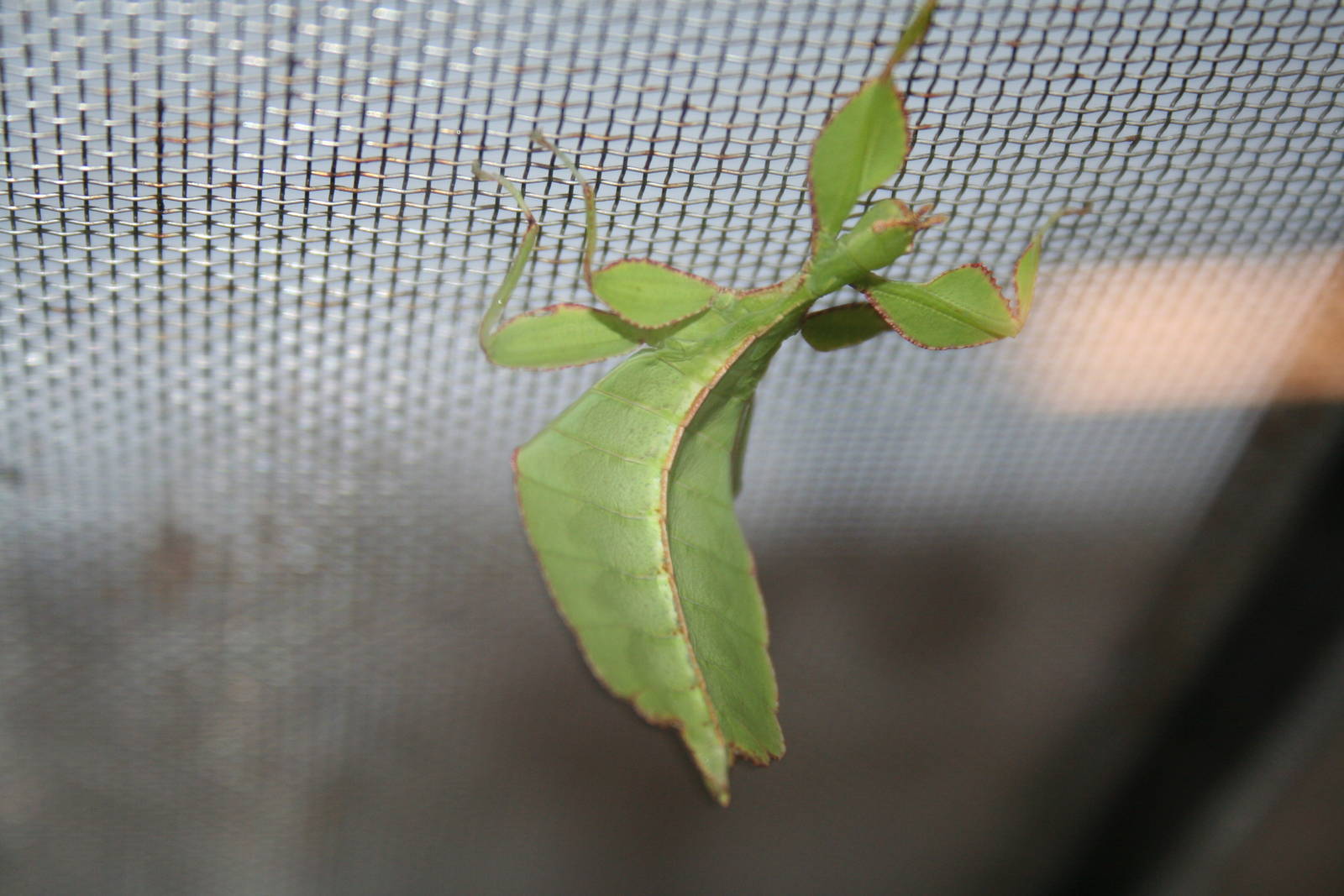 Java leaf insect