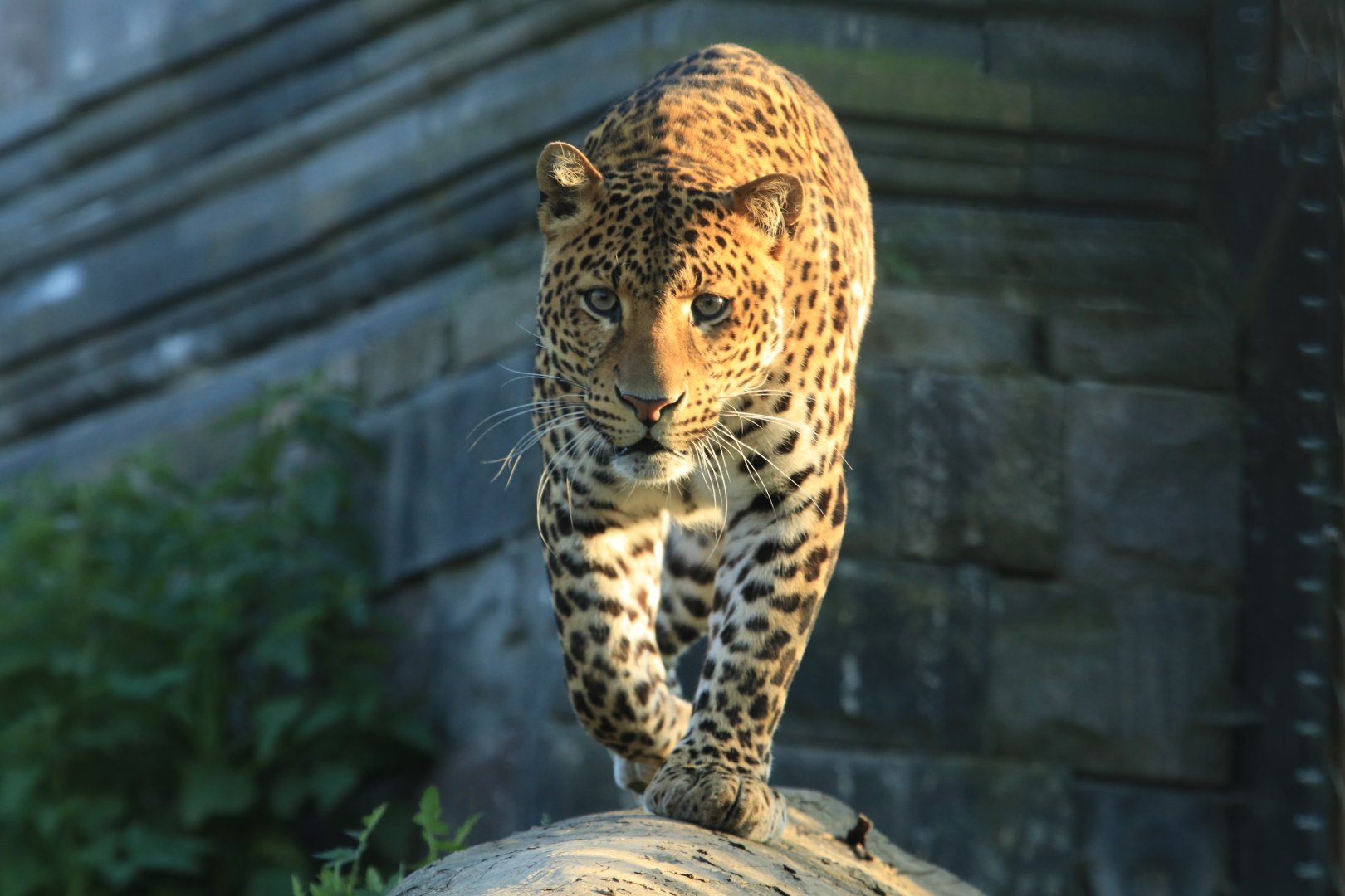 Java Leopard (April 2019)