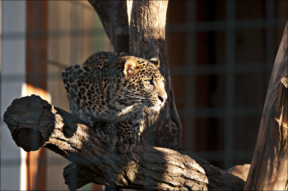 Java leopard at Berlin Tierpark