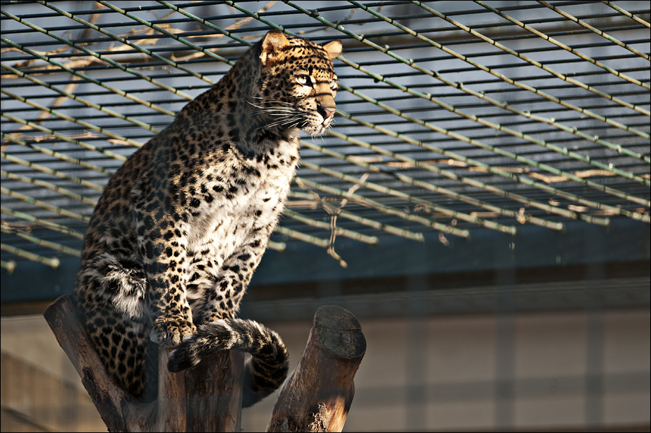 Java leopard at Berlin Tierpark