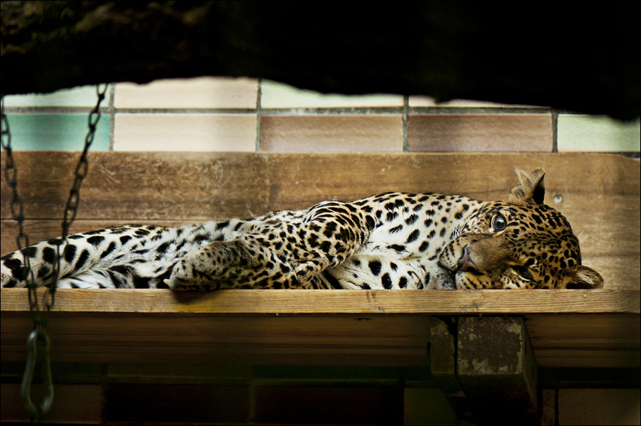 Java leopard at Berlin Tierpark