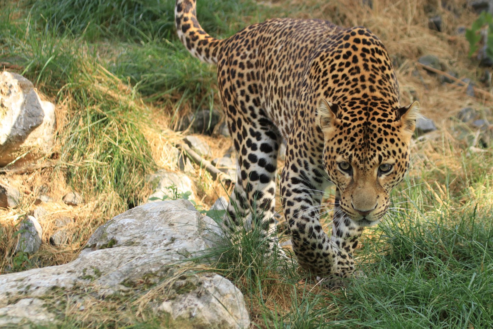 Java leopard (July 2019)