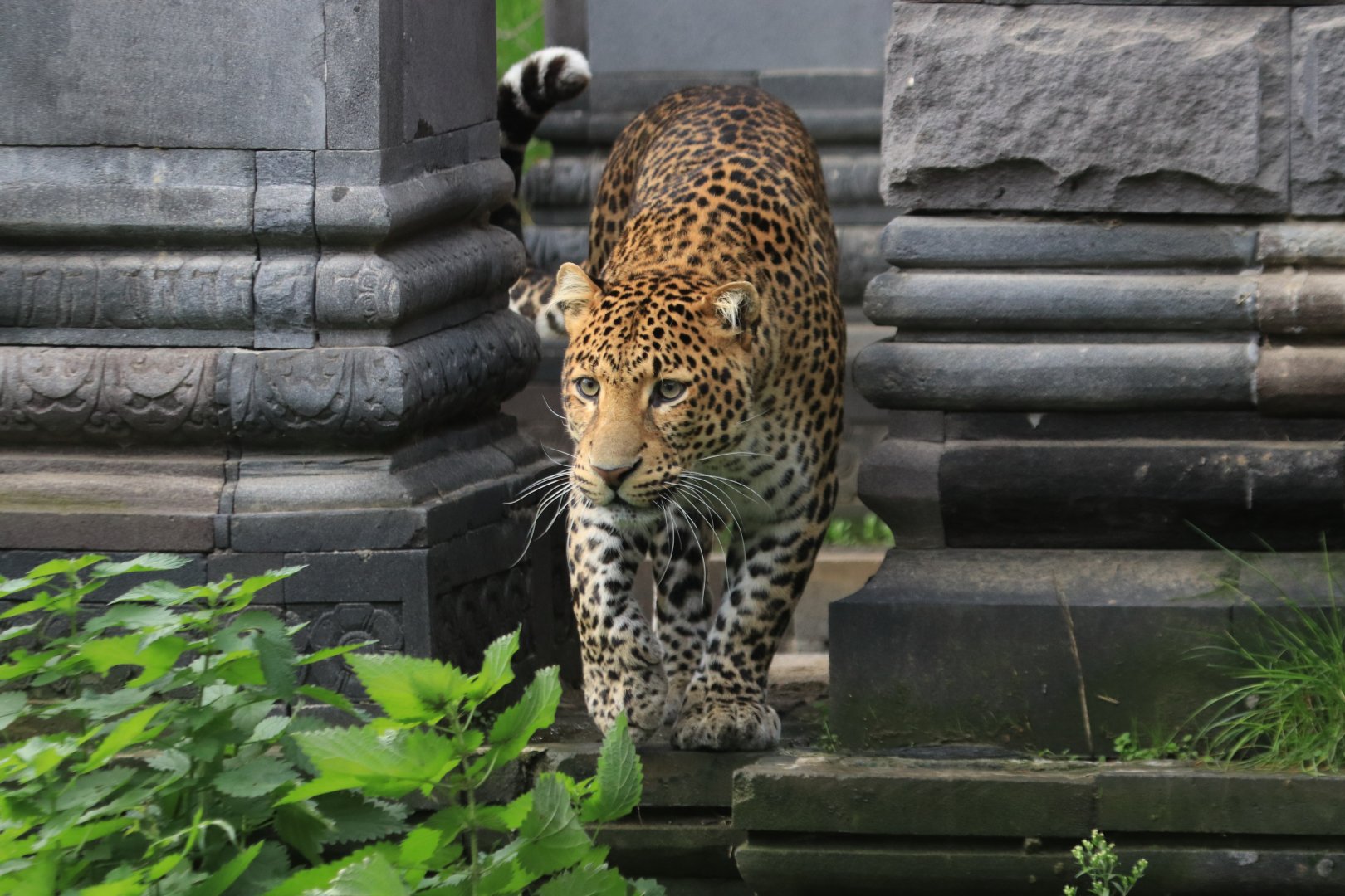 Java leopard (November 2019)