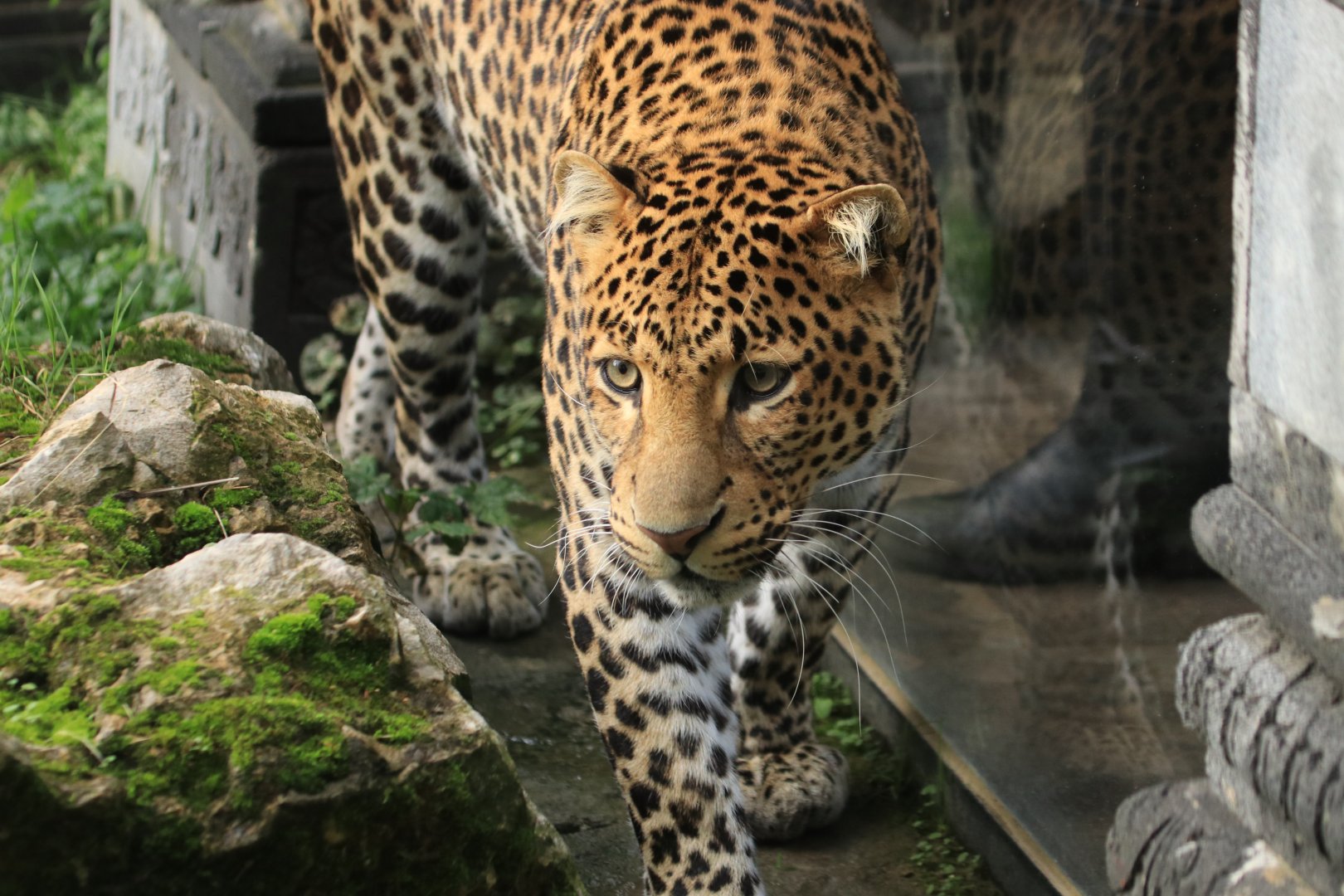 Java leopard (November 2019)
