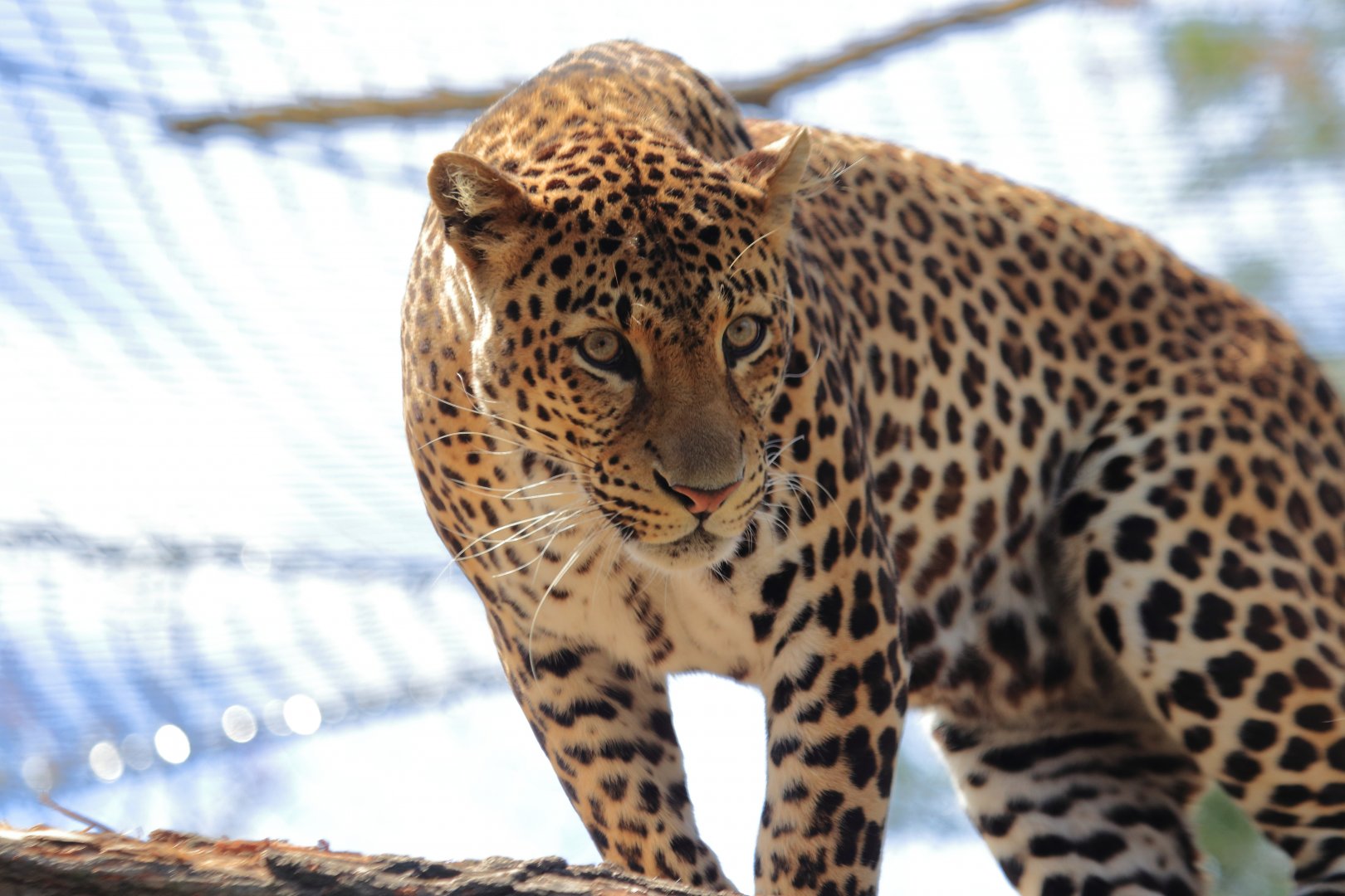 Java leopard