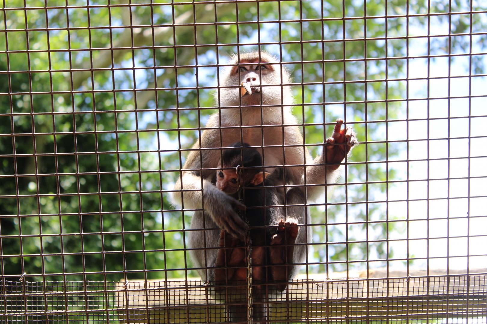 Java Macaque Mom & Baby