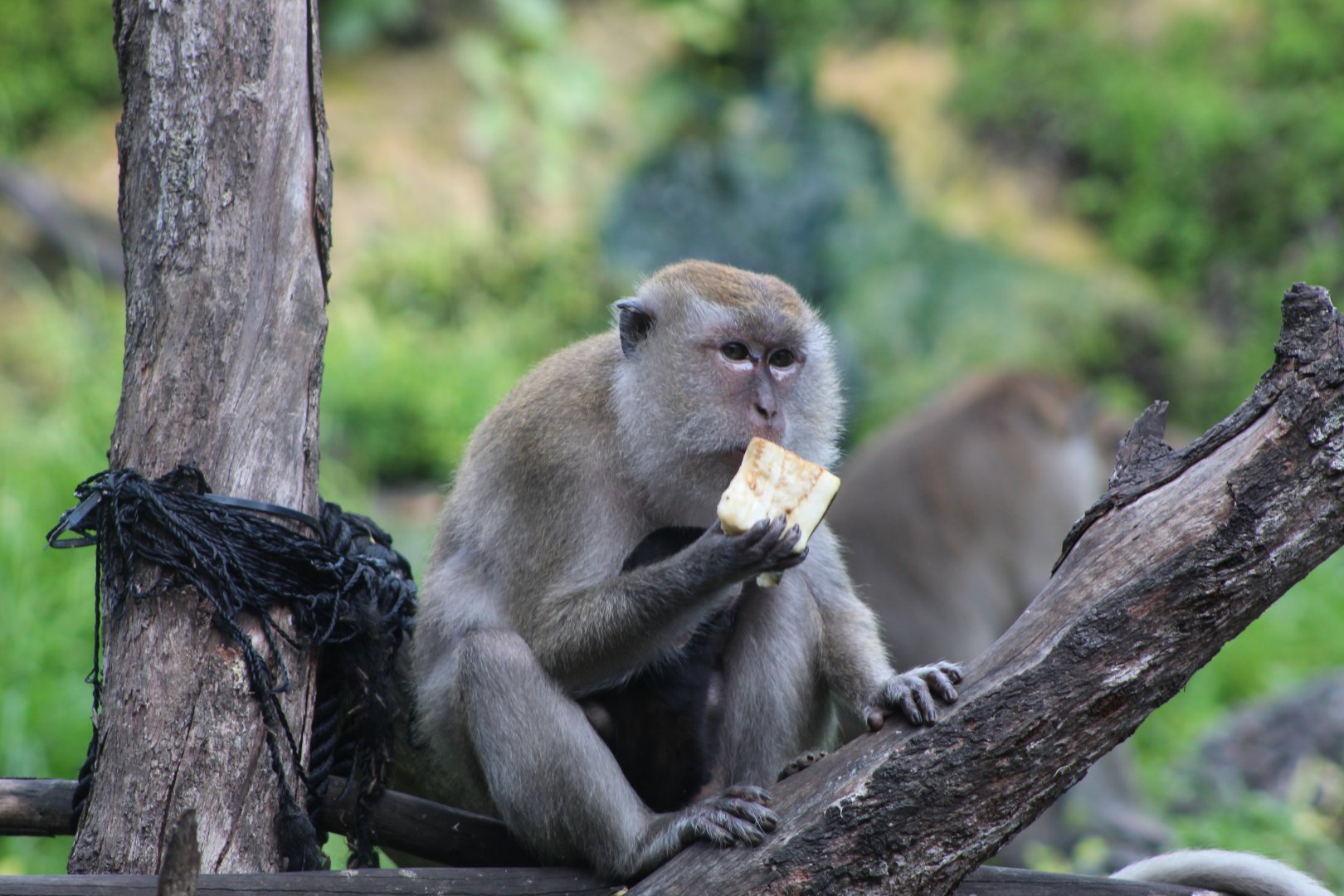 Java Macaque Mom & Baby