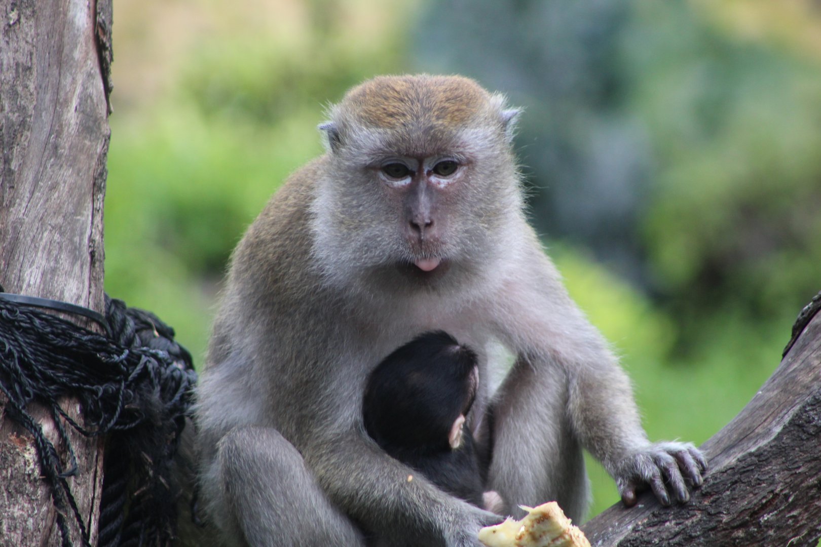 Java Macaque Mom & Baby