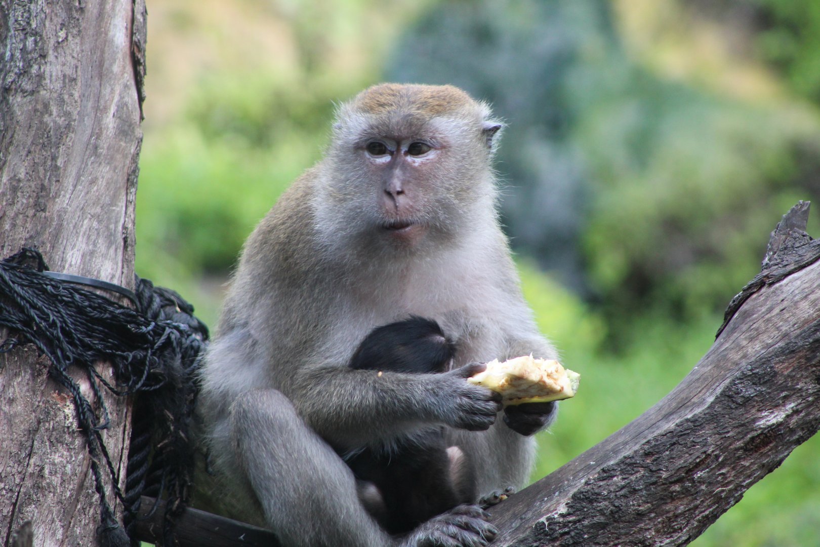 Java Macaque Mom & Baby