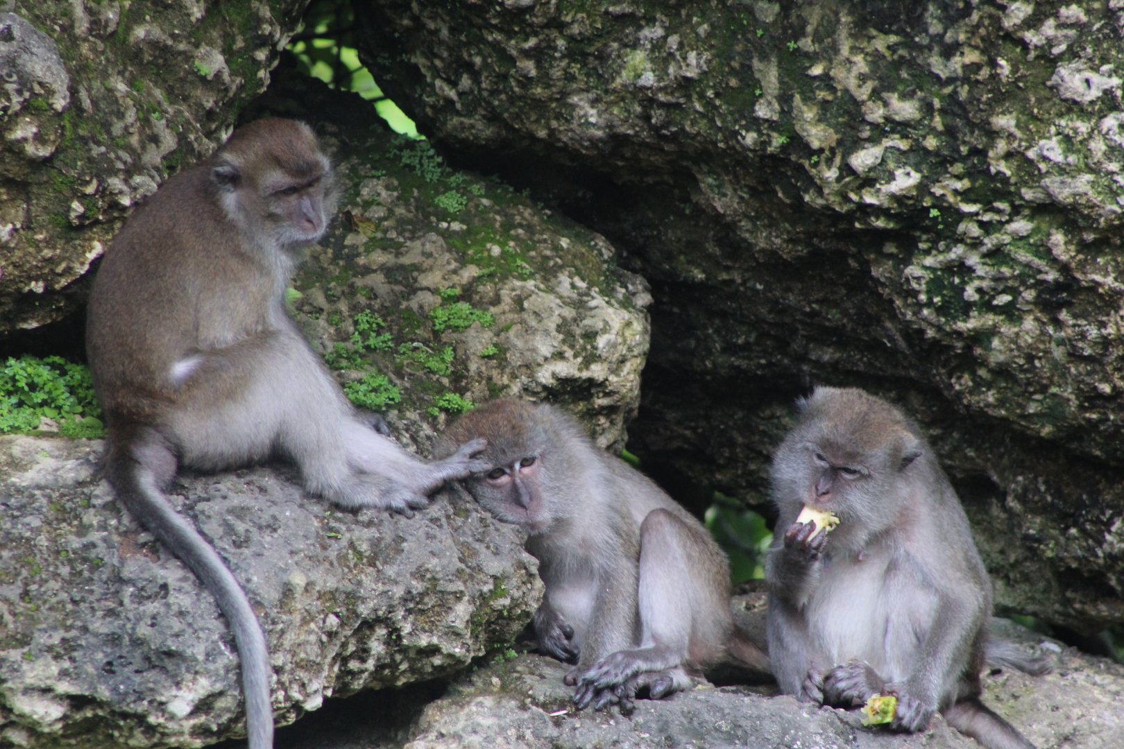Java Macaques At Rest