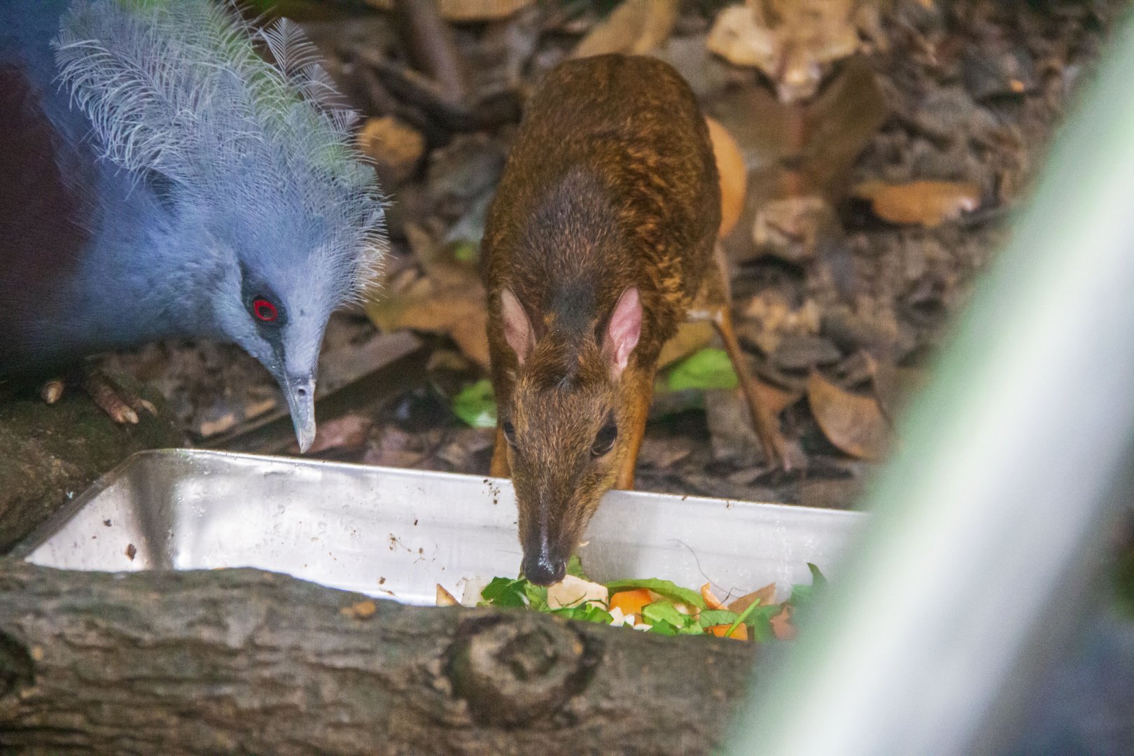 Java Mouse-Deer and Common Crowned Pigeon