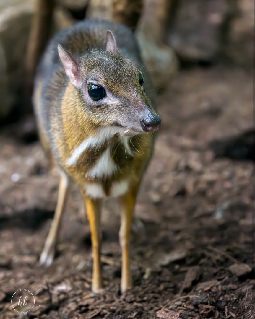 Java Mouse Deer (Chevrotain) / Copenhagen / 30-9-24
