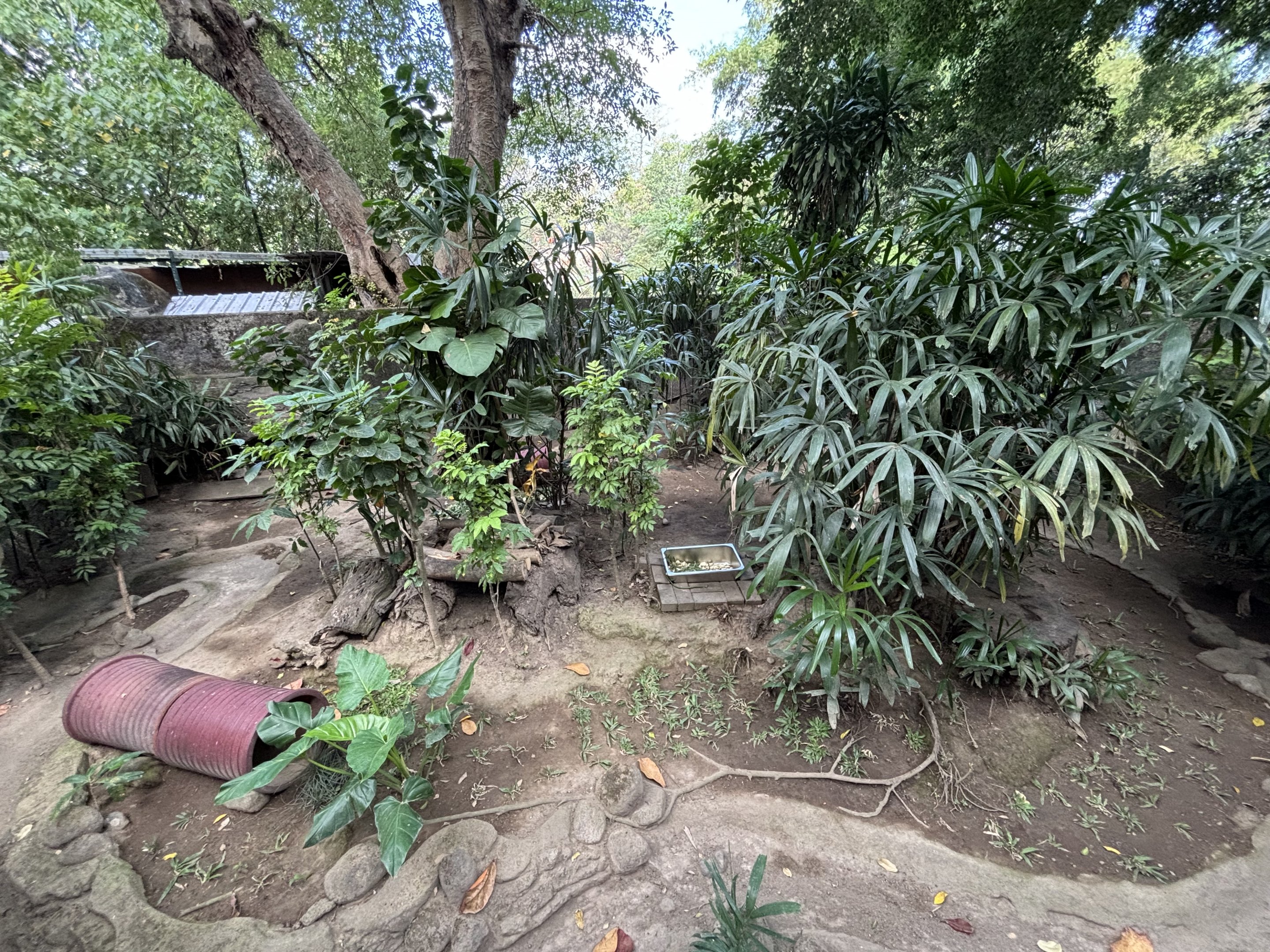 Java Mouse-deer Exhibit