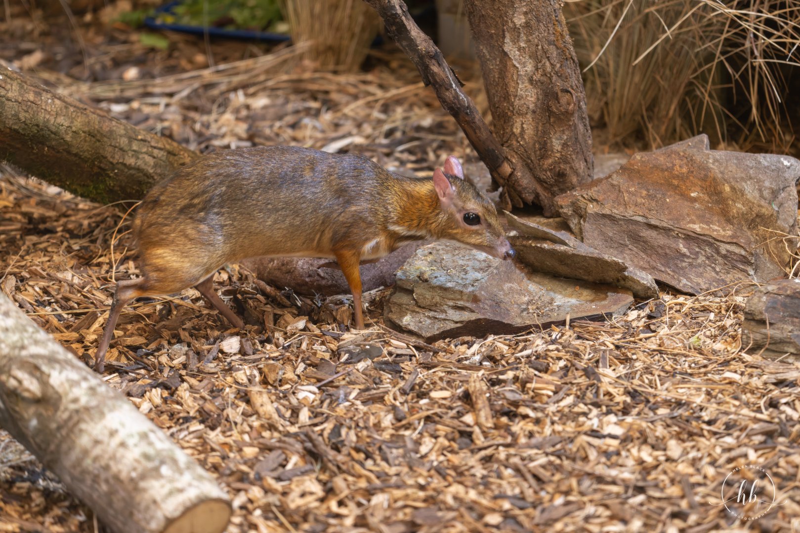 Java Mouse-deer / Newquay / 17-3-24