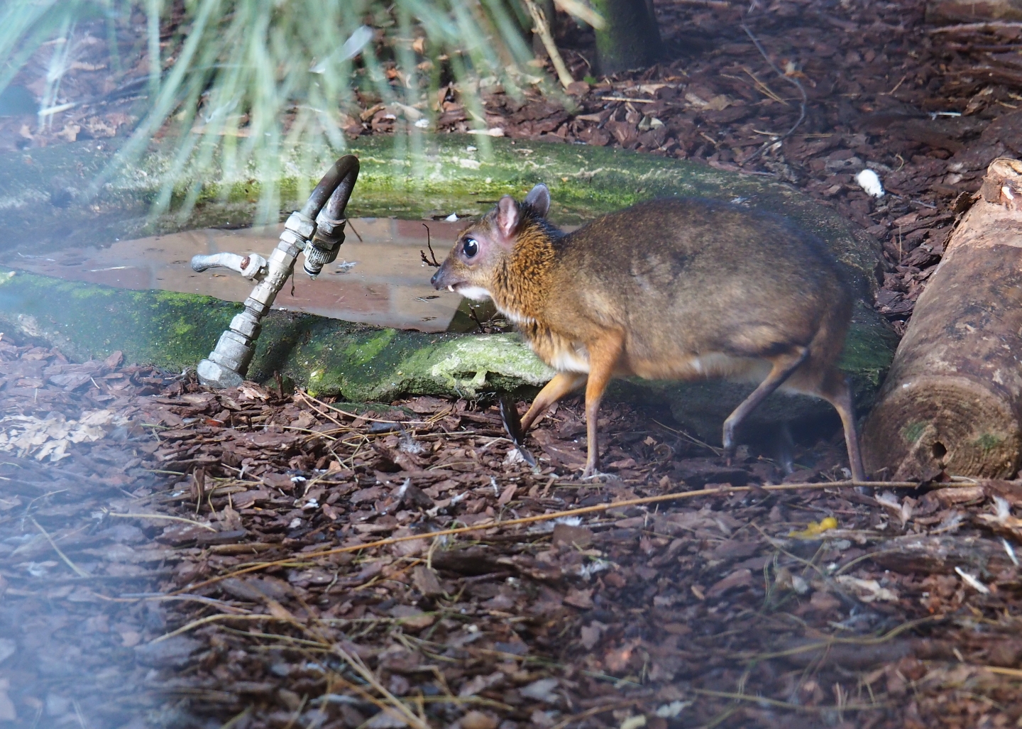 Java mouse-deer or Javan chevrotain (Tragulus javanicus), Sep 2nd, 2018