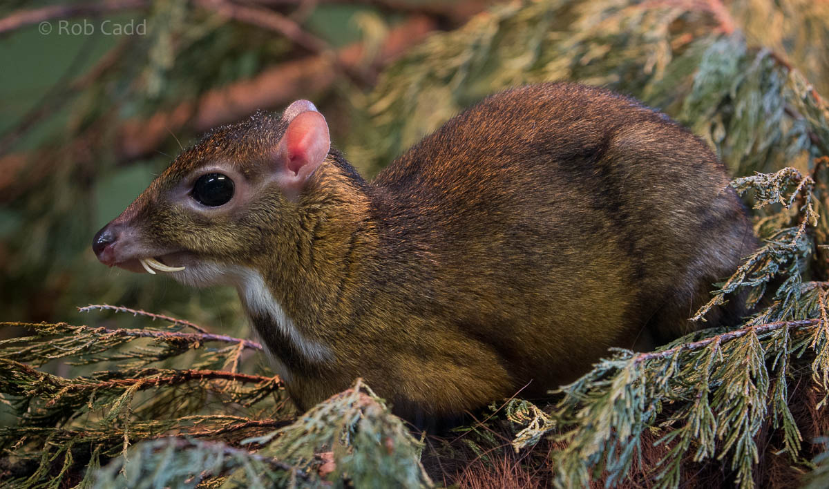 Java mouse-deer : Paignton : 23 Sep 2015