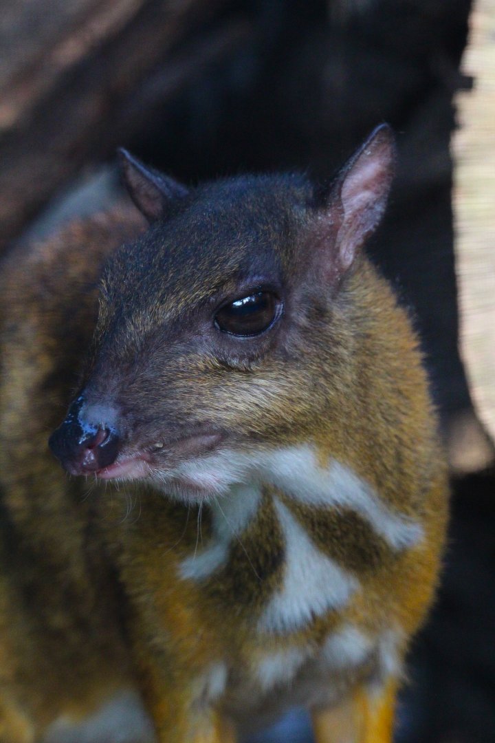 Java Mouse Deer- September 2024