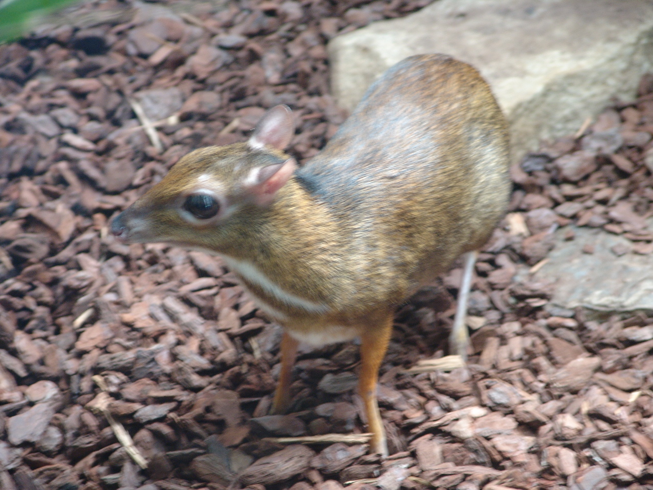 Java Mouse-deer (Tragulus javanicus) aka Chevrotain