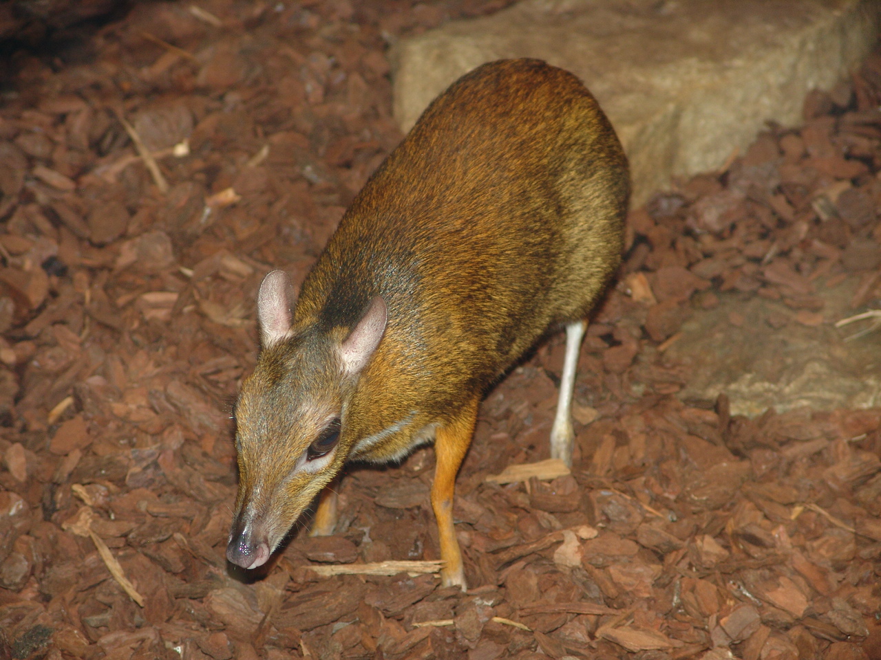 Java Mouse-deer (Tragulus javanicus) aka Chevrotain