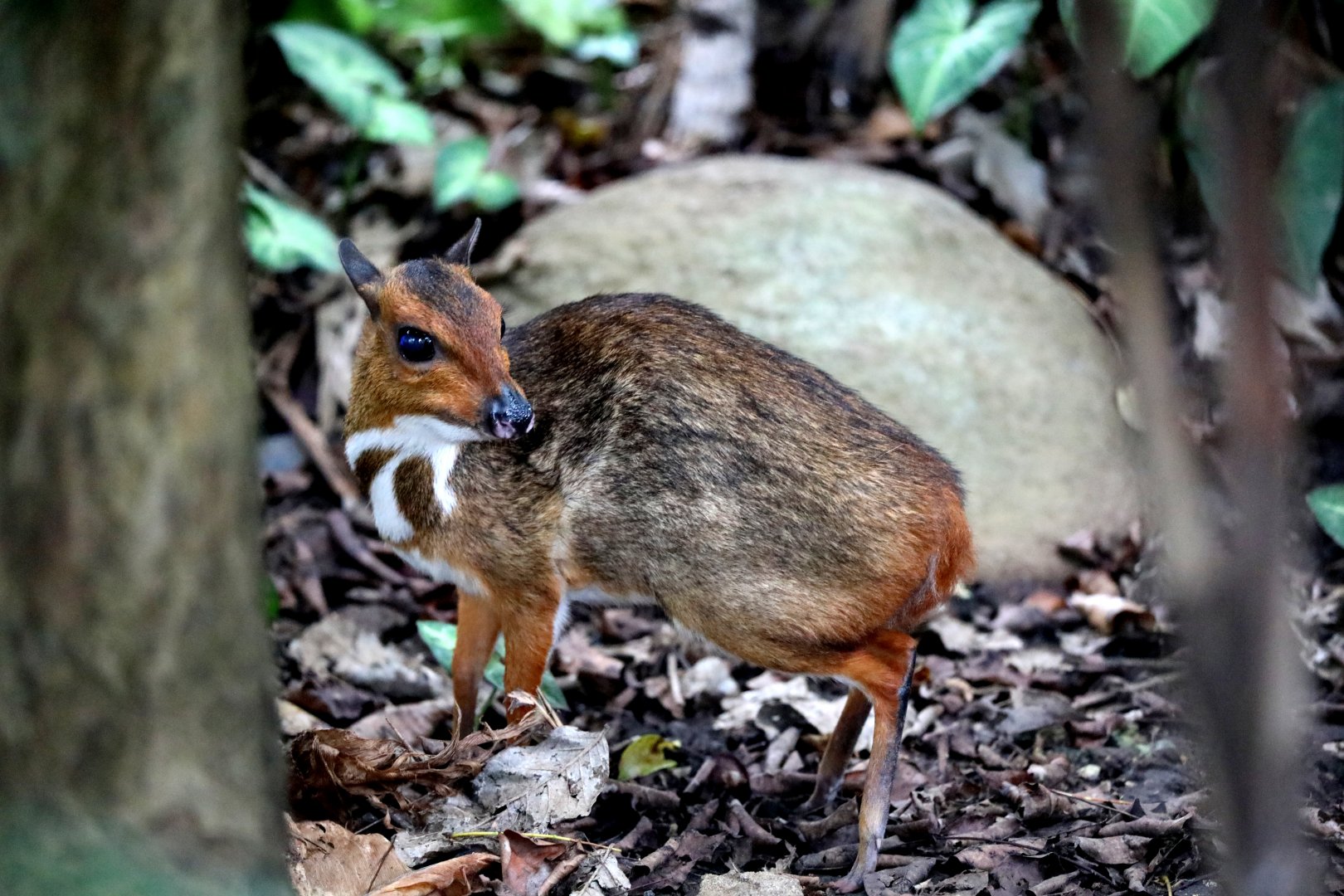 Java mouse-deer (Tragulus javanicus)