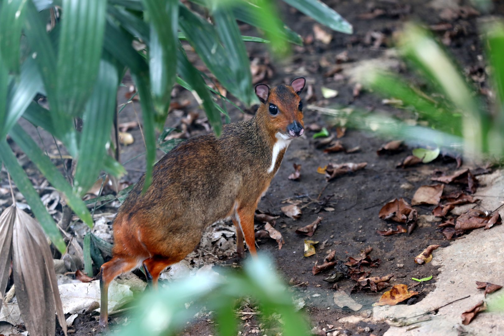 Java mouse-deer (Tragulus javanicus)