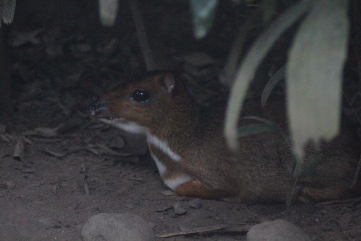 Java mouse-deer (Tragulus javanicus)