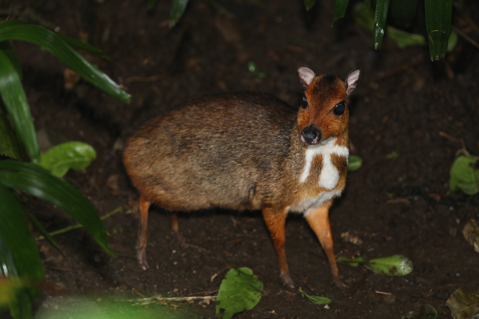 Java mouse-deer (Tragulus javanicus)