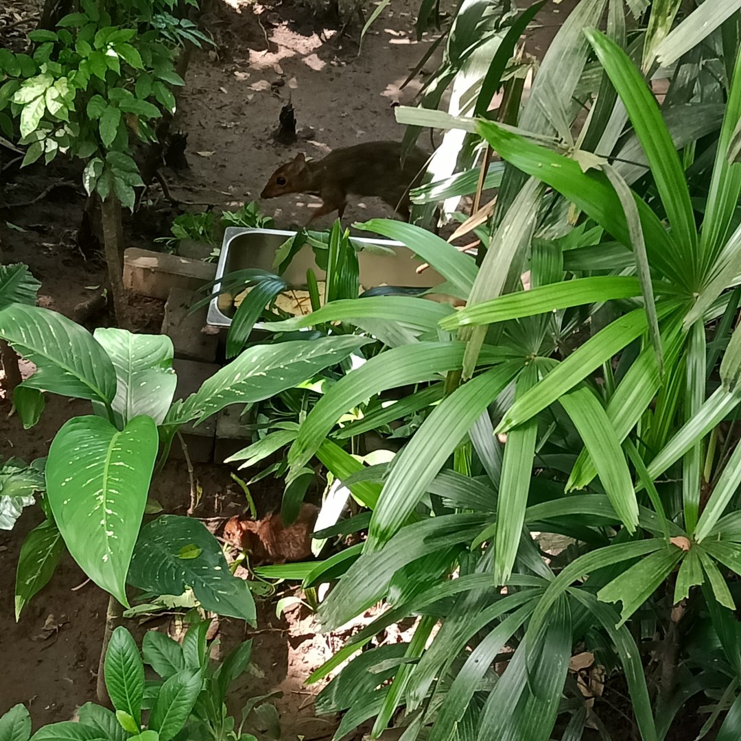Java mouse-deer (Tragulus javanicus)