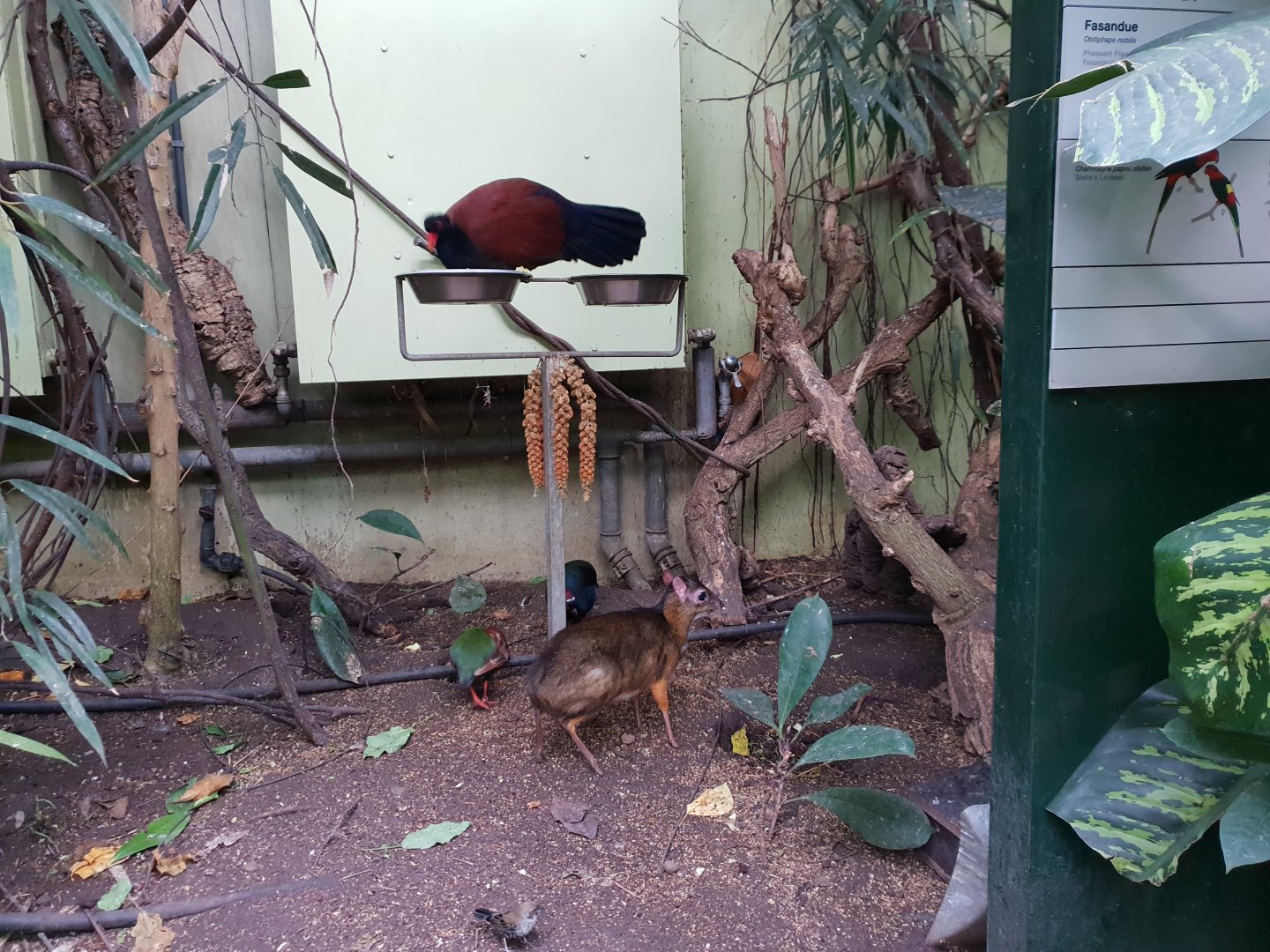 Java mouse deer, Tropical house