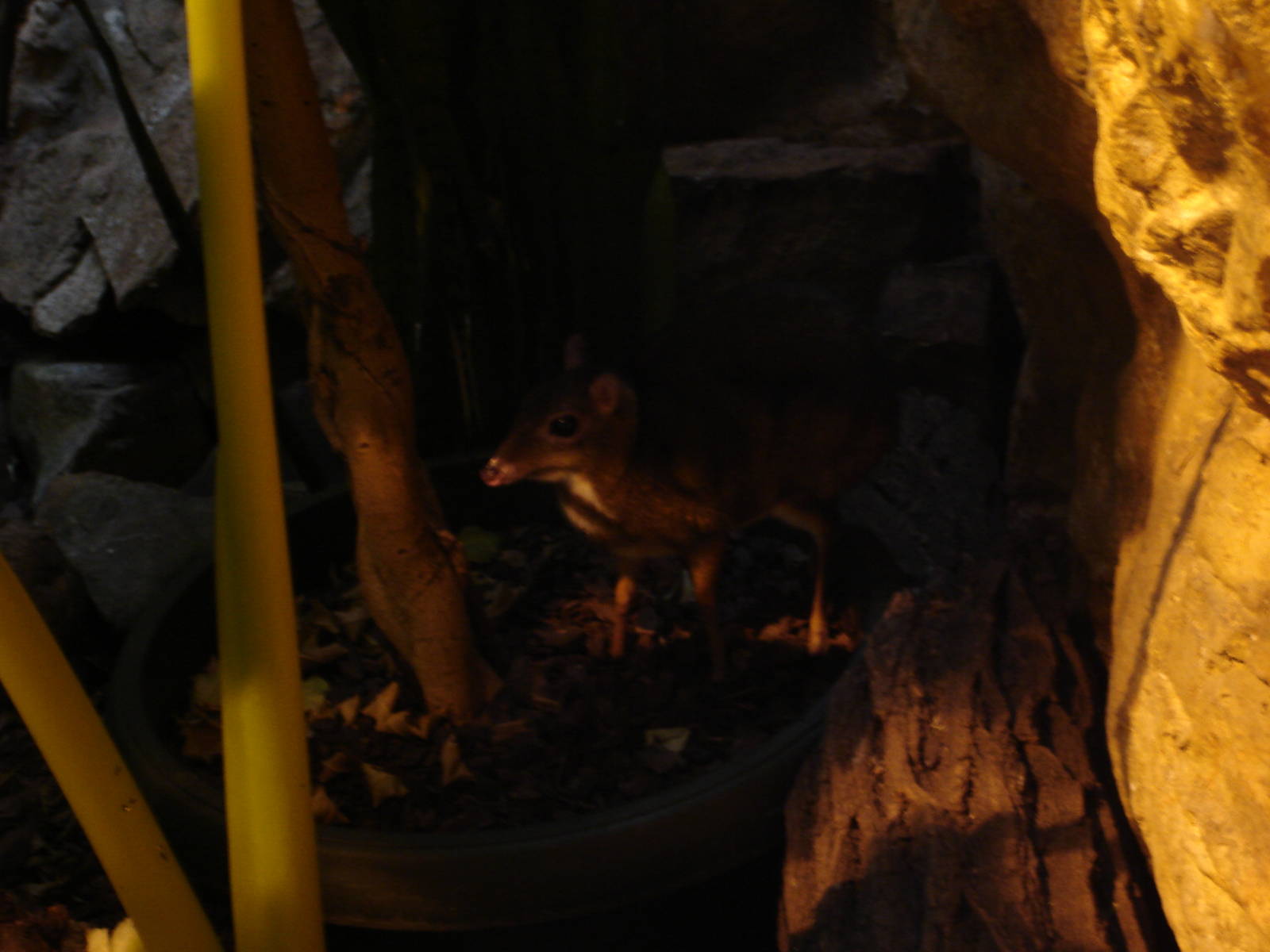 Java Mouse-deer