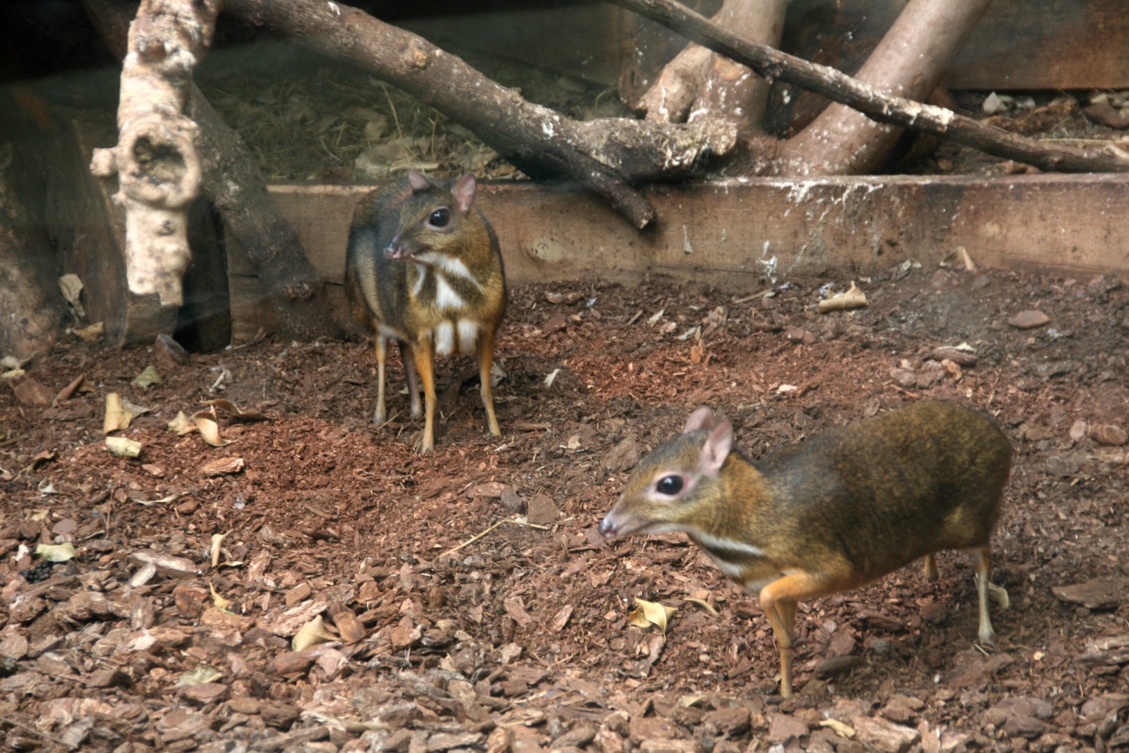 Java mouse-deer