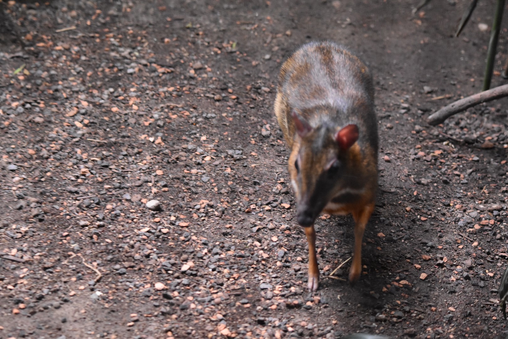 Java mouse deer