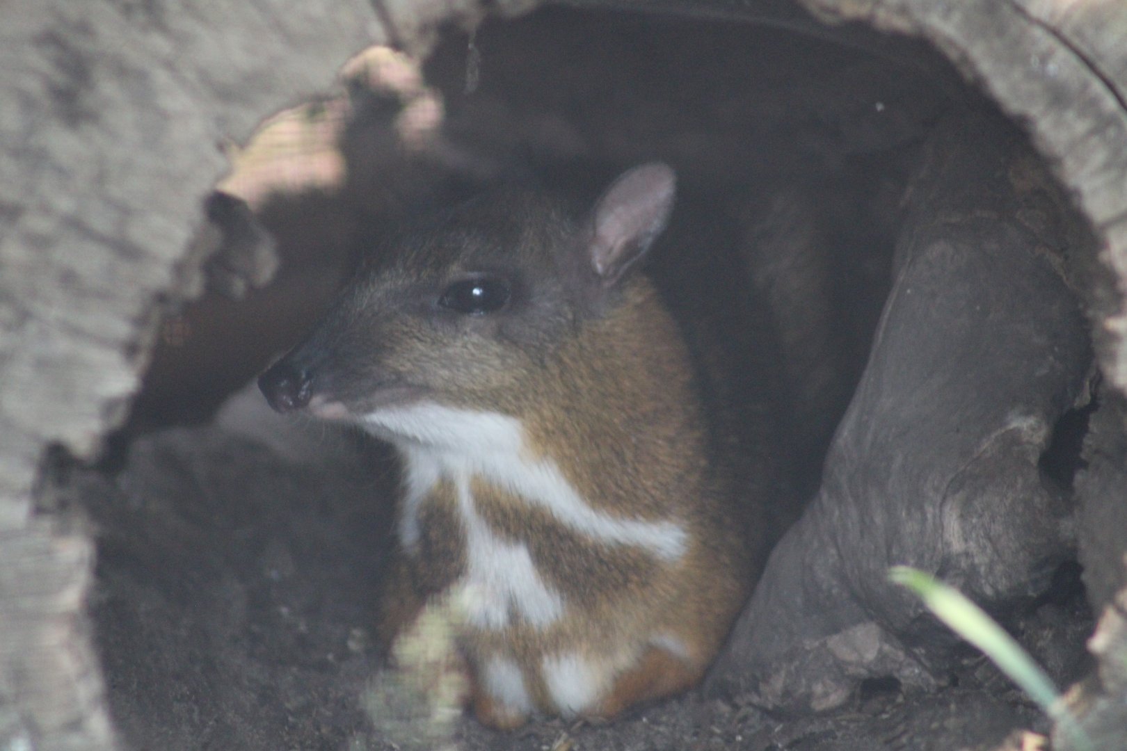 Java Mouse Deer