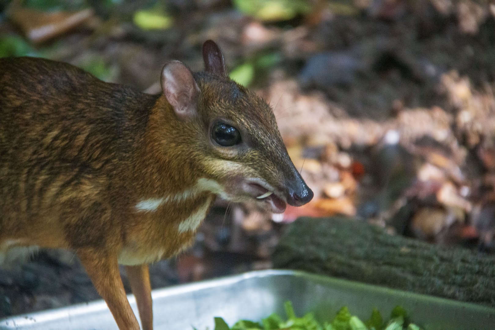 Java Mouse Deer