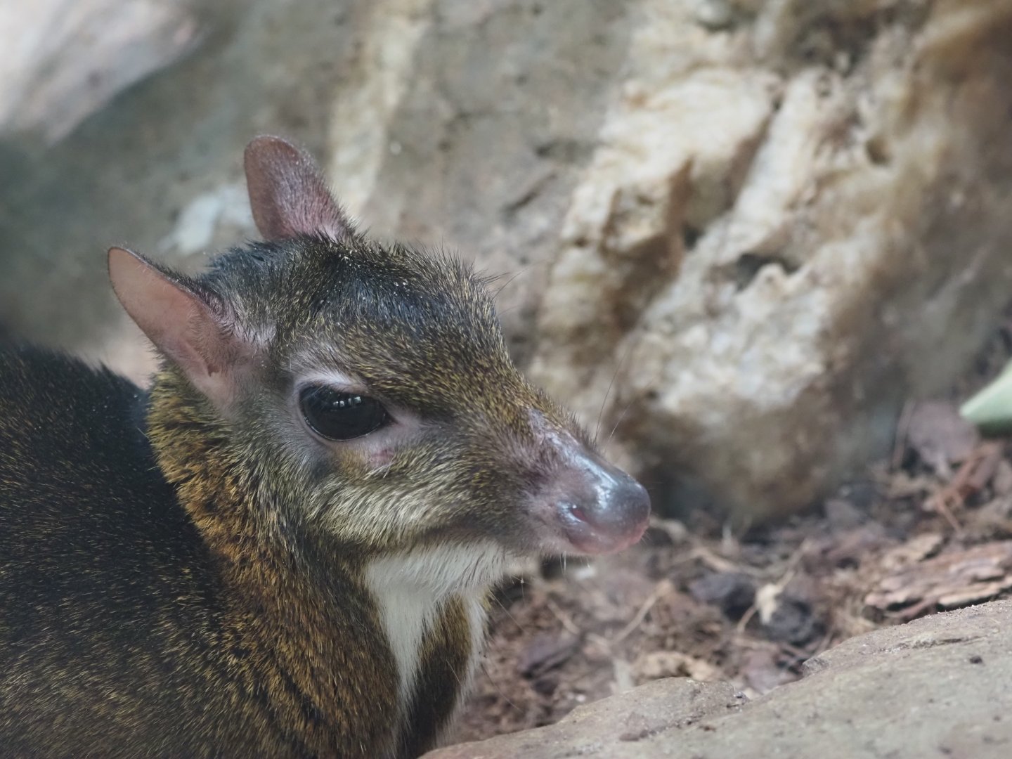 Java Mouse Deer