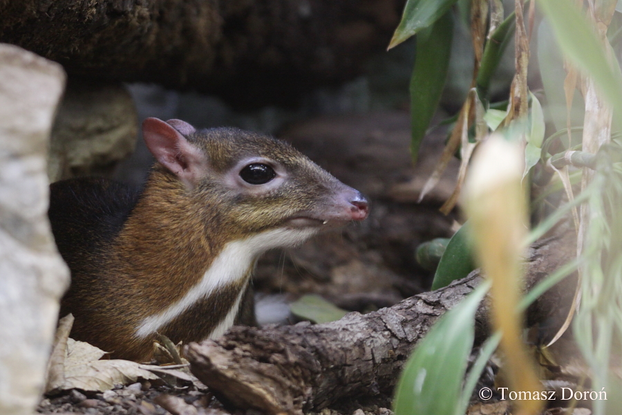 Java Mousedeer (Tragulus javanicus).