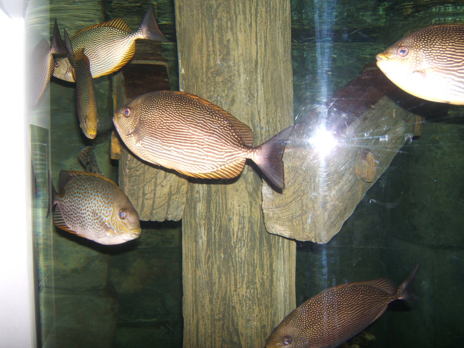 Java Rabbitfish (Siganus javus)