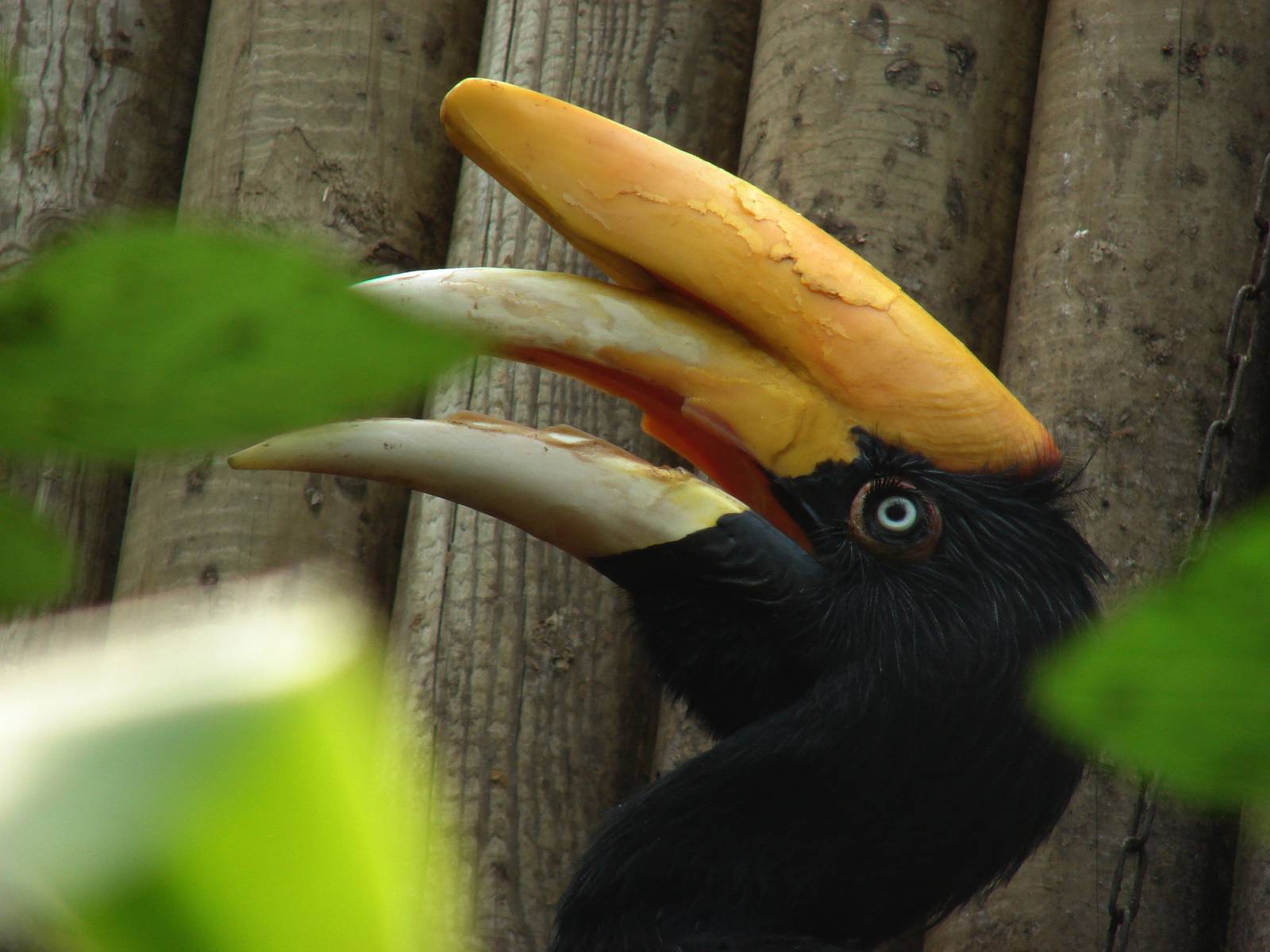 Java rhinoceros hornbill (Buceros rhinoceros silvestris)