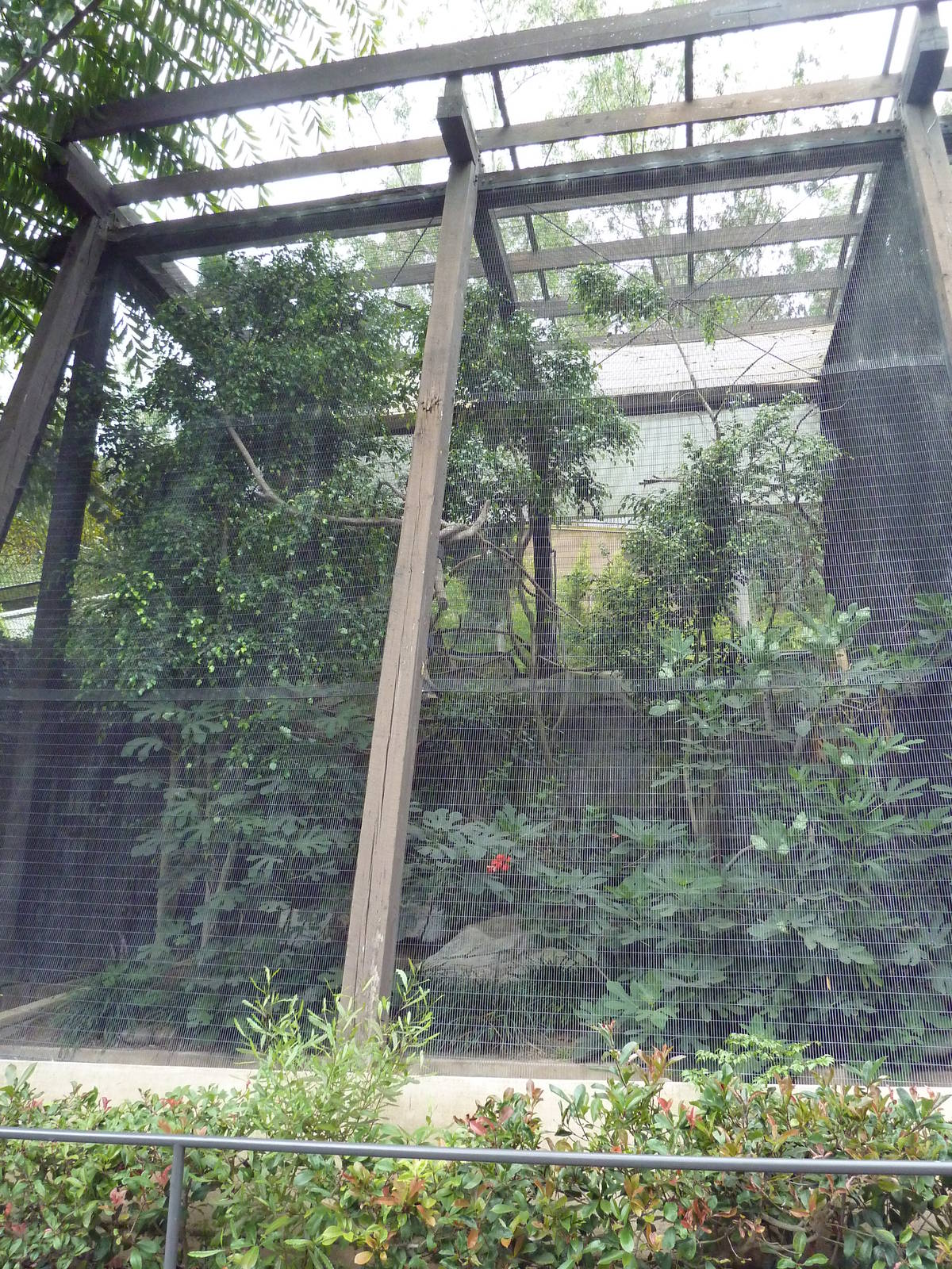 Java Rhinoceros Hornbill Exhibit