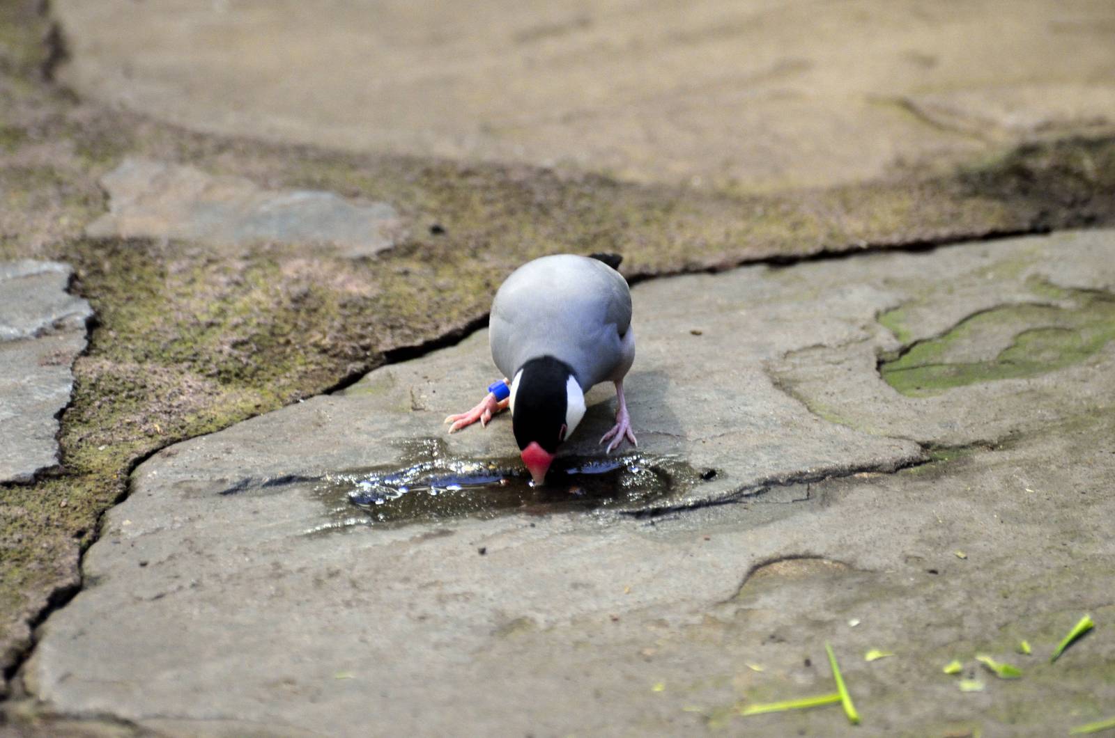 Java sparrow 03/01/2015